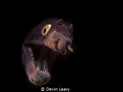 A local species of grey moray curiously peeking his head ... by Devin Leary 